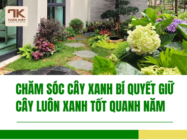 Chăm Sóc Cây Xanh Bí Quyết Giữ Cây Luôn Xanh Tốt Quanh Năm