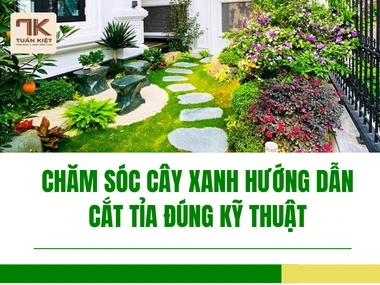 Chăm Sóc Cây Xanh Hướng Dẫn Cắt Tỉa Đúng Kỹ Thuật