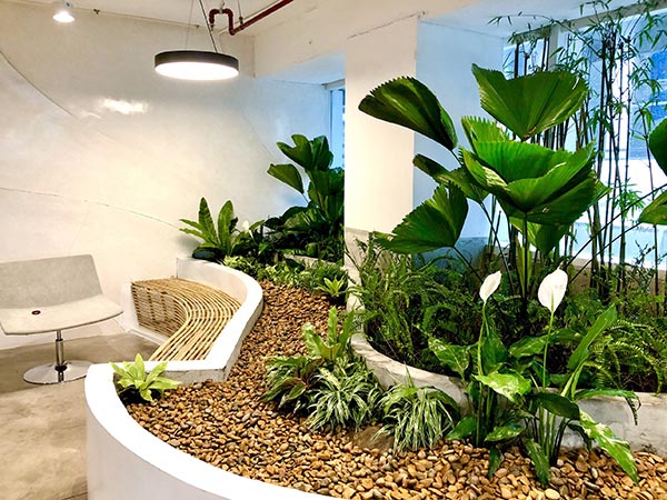 Lựa chọn loại cây phù hợp cho môi trường văn phòng máy lạnh