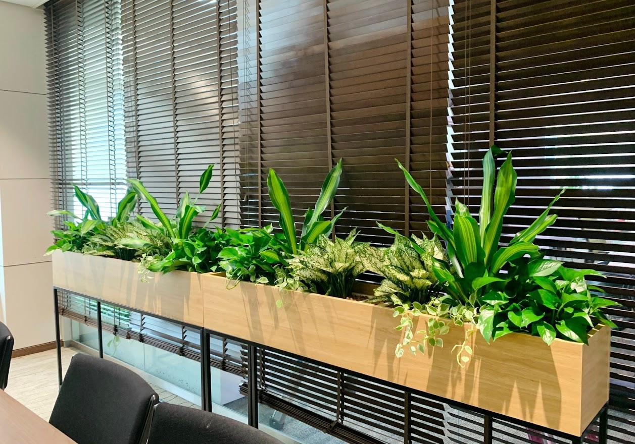 Sự cần thiết của dịch vụ chăm sóc cây xanh định kỳ