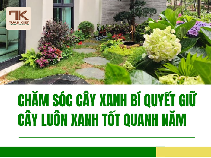 Chăm Sóc Cây Xanh Bí Quyết Giữ Cây Luôn Xanh Tốt Quanh Năm