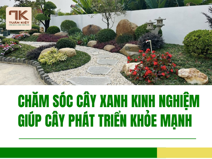 Chăm Sóc Cây Xanh Kinh Nghiệm Giúp Cây Phát Triển Khỏe Mạnh