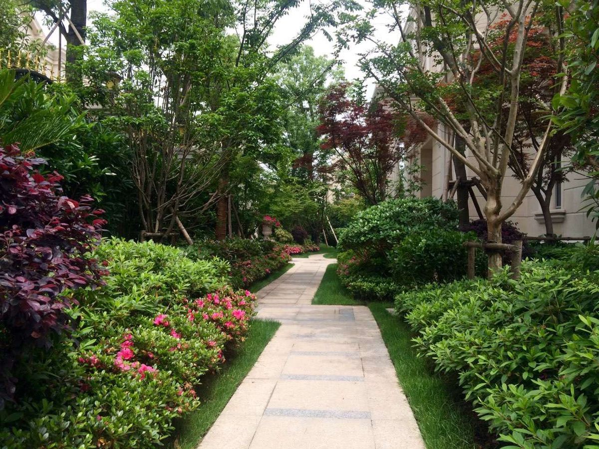 Cung cấp cây xanh và trồng cây xanh đạt chuẩn chất lượng